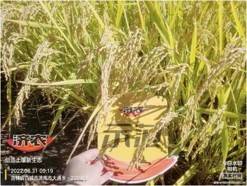 The Effect of Jilin Rice Using Jinong Red Potassium Revitalization and Jinong Tefei High Potassium(图3)