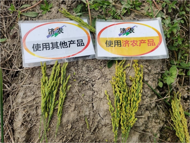 The Effect of Using Jinong Tefei High Potassium in Anhui Rice(图3)