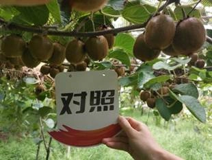 Effect of using Jinong Letu in Meixian kiwifruit 3(图8)