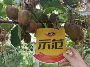 Effect of using Jinong Letu in Meixian kiwifruit 3(图7)