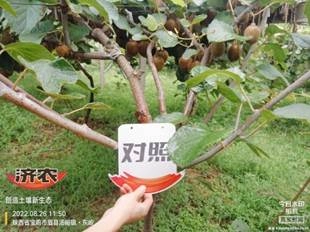 Effect of using Jinong Letu in Meixian kiwifruit 3(图6)