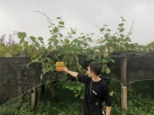 Effect of using Jinong Letu in Meixian kiwifruit 3(图1)