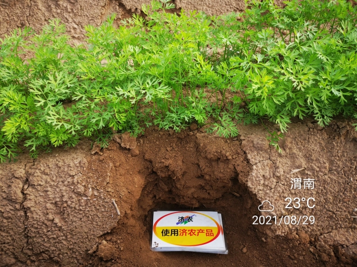 The Effect of Weinan Carrots Using Jinnong Letu(图2) The Effect of Weinan Carrots Using Jinnong Letu(图2)