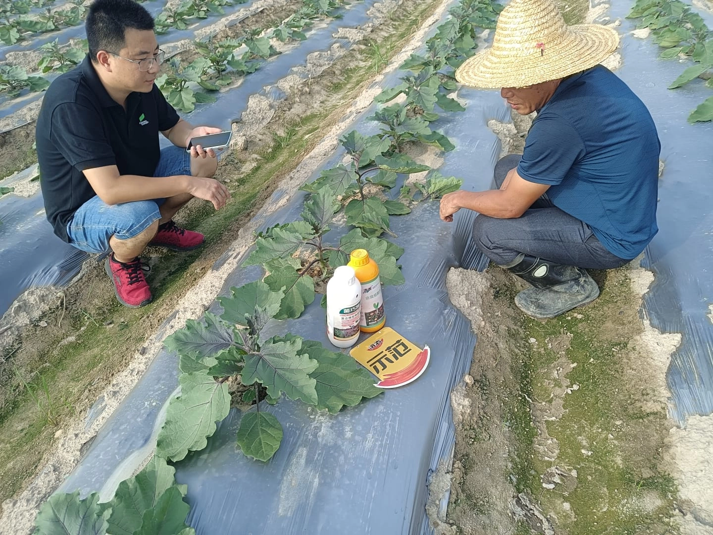 福建茄子使用济农大嘴根的效果(图1)