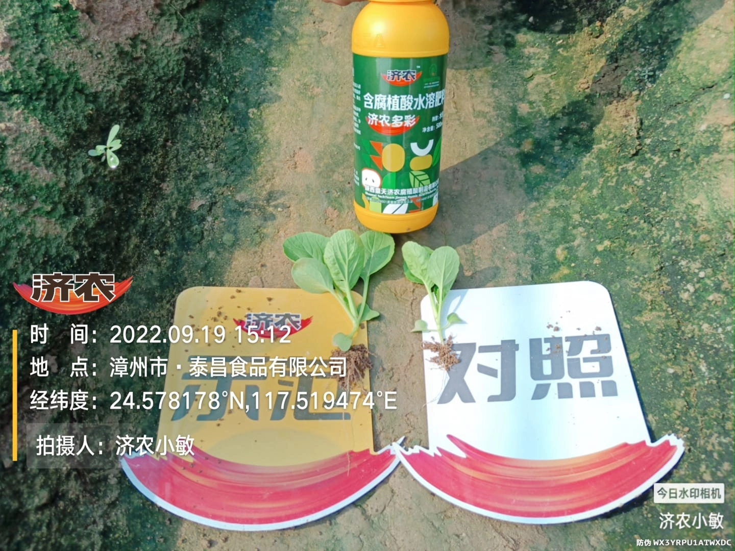 The Effect of Using Fujian Green Vegetables to Promote Colorful Agriculture(图3)