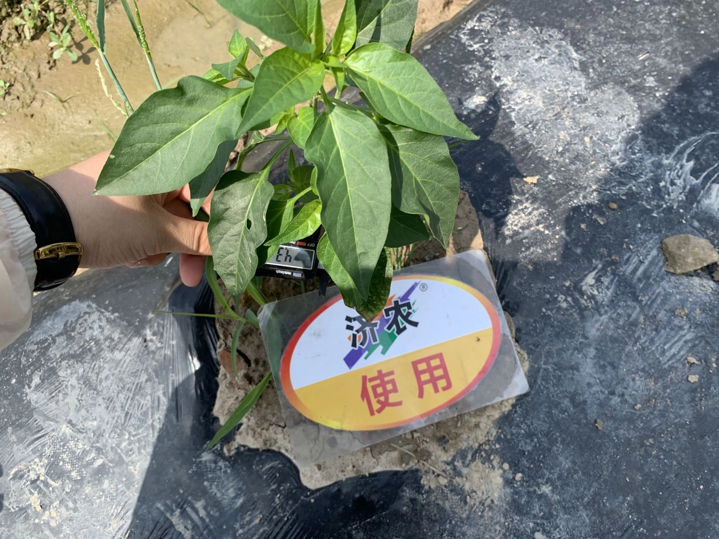 The effect of using Jinnong Letu in Chongqing chili peppers(图10)