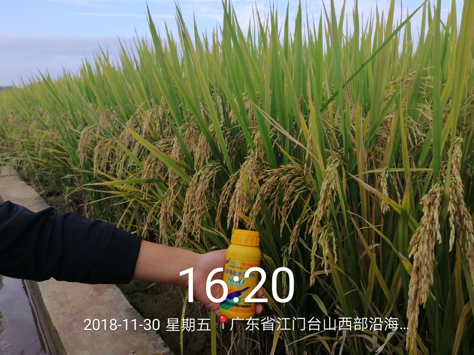 The Effect of Using Jinong 800 in Guangdong Rice(图1)