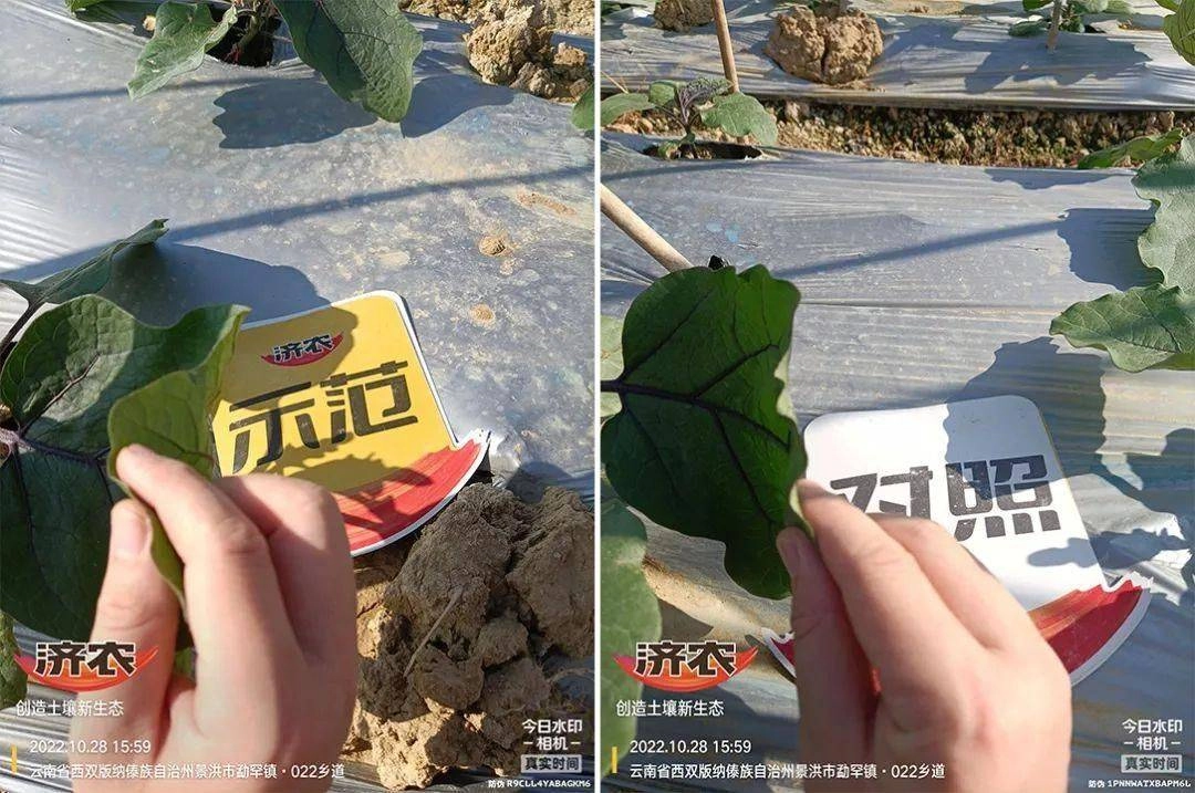 怎样的茄苗才能丰产？如何判定？(图3)