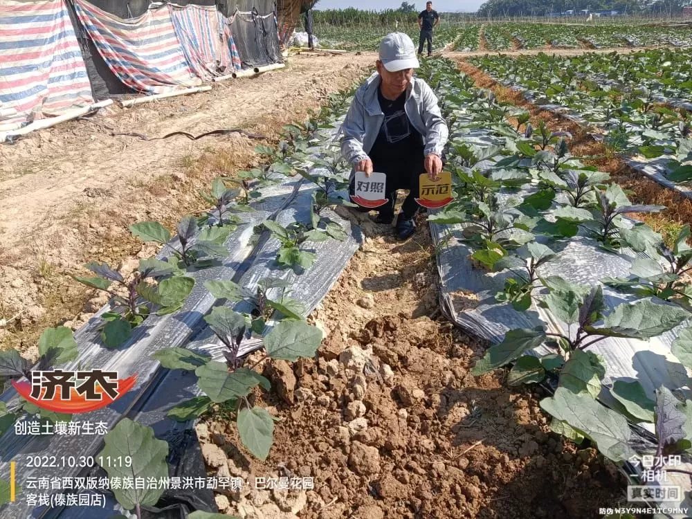 云南茄子使用济农乐土+济农根翘的效果(图1)