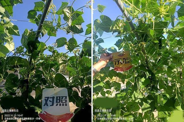 豆角结荚少，不开花？济农800让豆角花果满枝(图4)