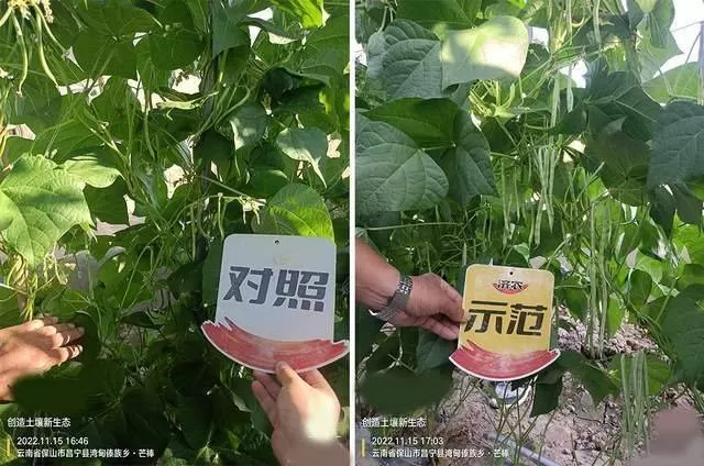 豆角结荚少，不开花？济农800让豆角花果满枝(图3)