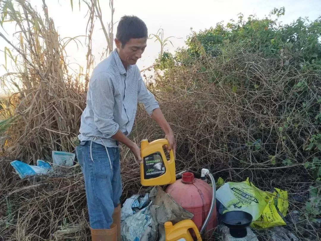 辣椒移栽后发棵慢？济农黑旋风高氮型成功提苗