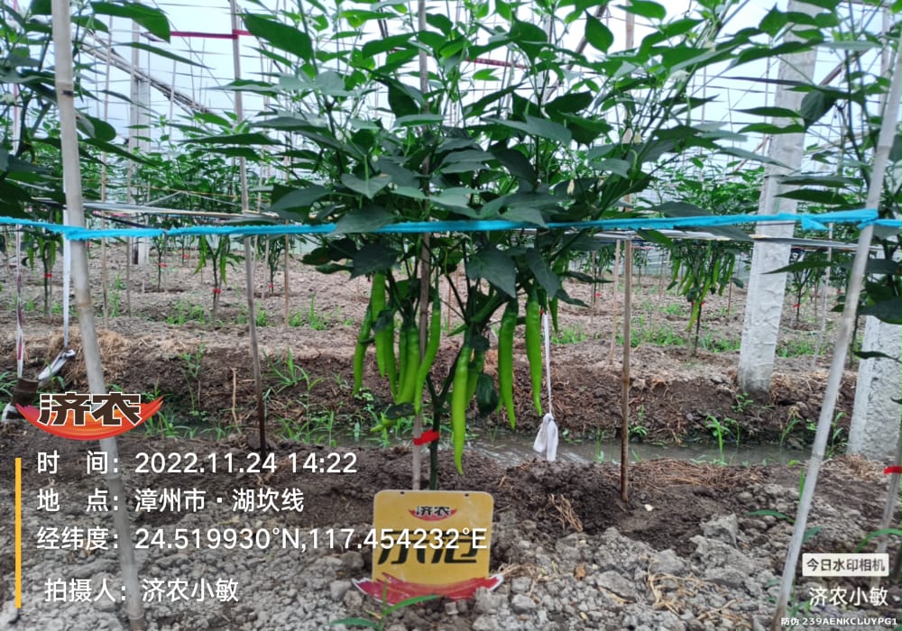 The effect of using Jinong Letu and Jinong Root Foraging on increasing yield of Fujian chili peppers(图3)