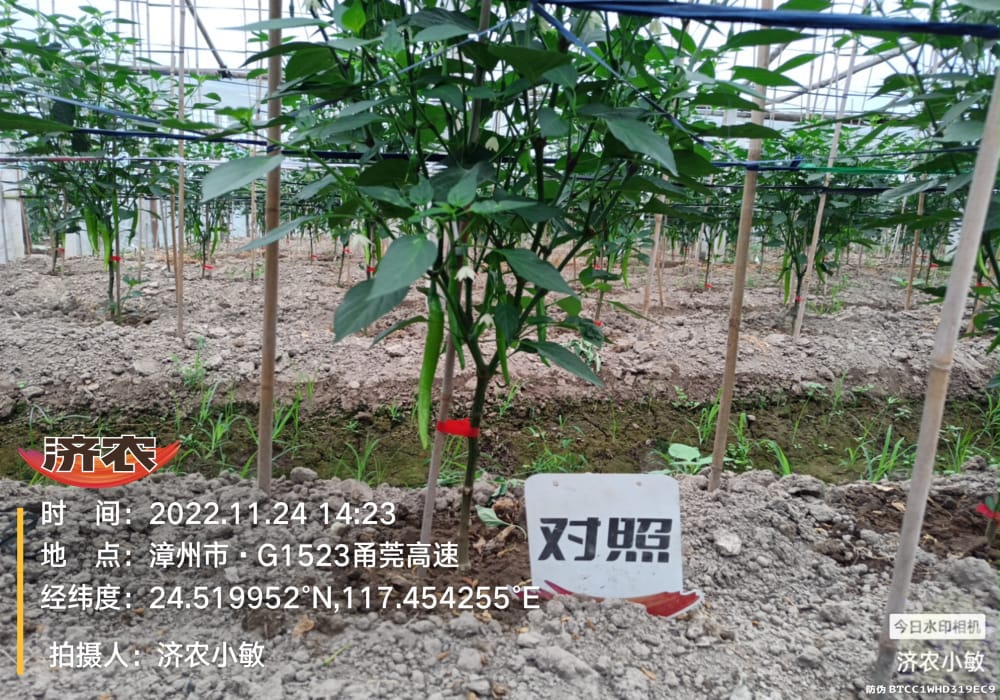 The effect of using Jinong Letu and Jinong Root Foraging on increasing yield of Fujian chili peppers(图4)