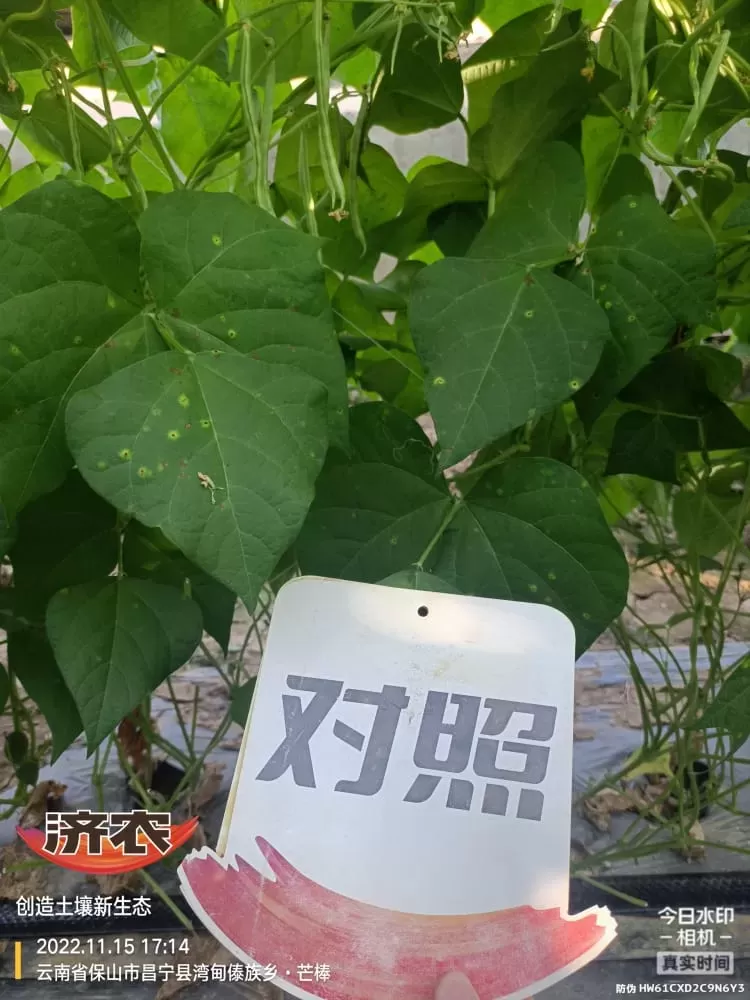 云南四季豆使用济农800的效果(图5)