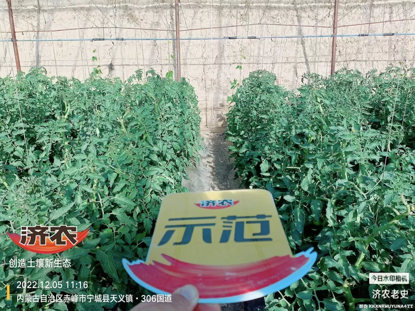 The Effect of Spraying Jinong 800 on Tomatoes to Control Prosperity(图1) The Effect of Spraying Jinong 800 on Tomatoes to Control Prosperity(图1)
