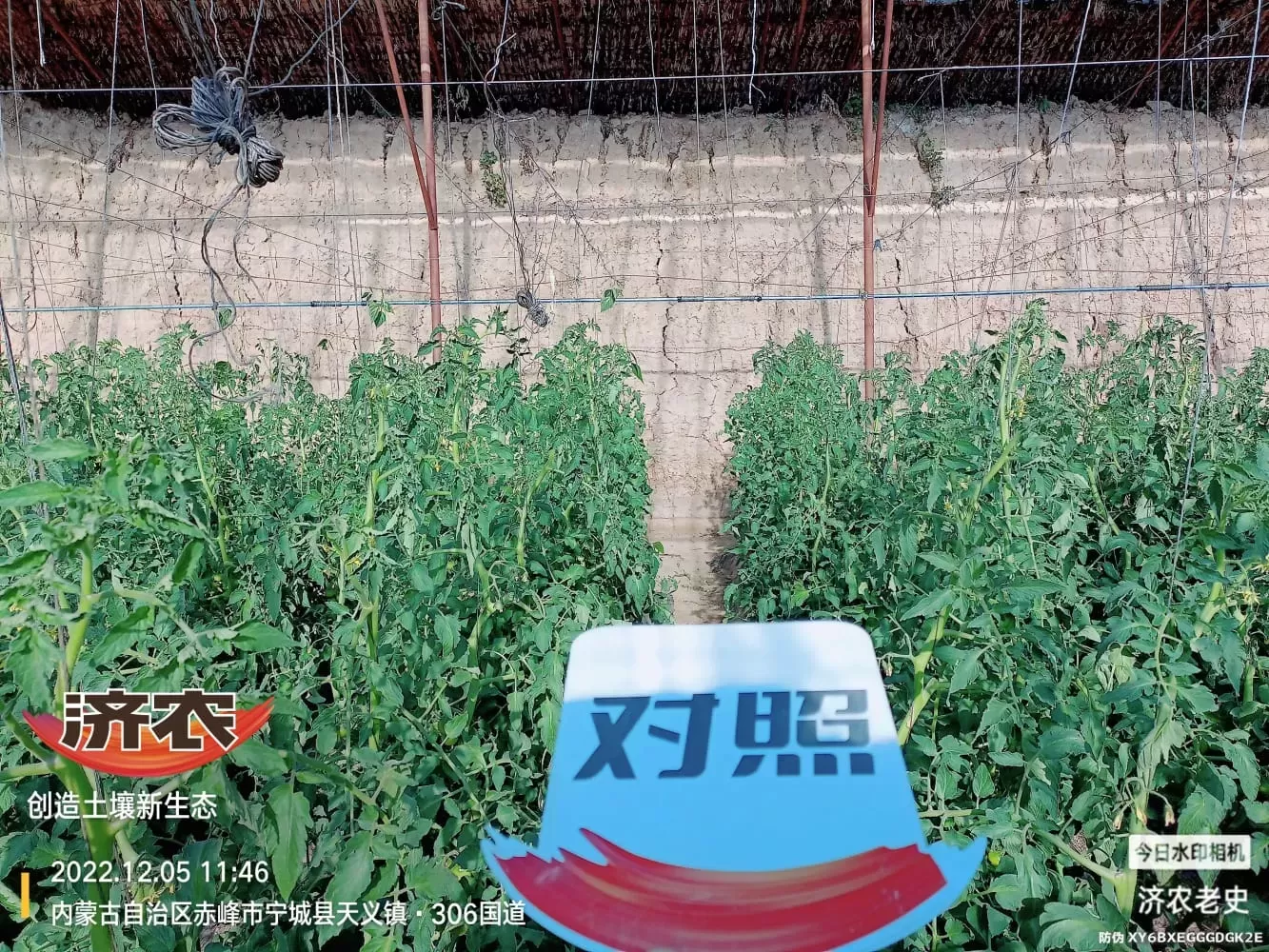 The Effect of Spraying Jinong 800 on Tomatoes to Control Prosperity(图2) The Effect of Spraying Jinong 800 on Tomatoes to Control Prosperity(图2)