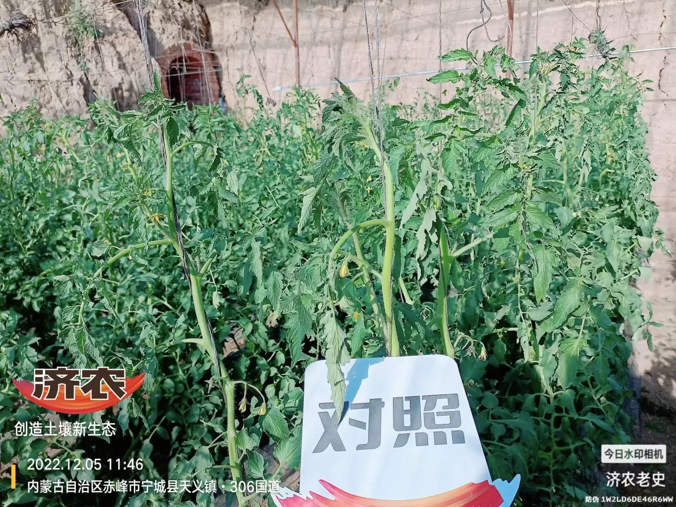 The Effect of Spraying Jinong 800 on Tomatoes to Control Prosperity(图4) The Effect of Spraying Jinong 800 on Tomatoes to Control Prosperity(图4)