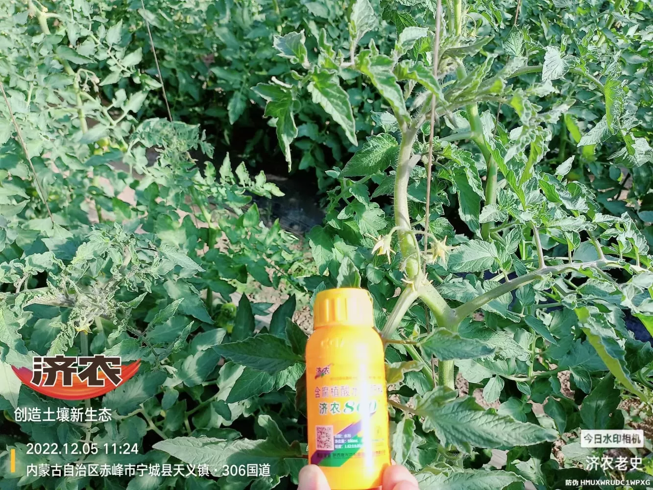 The Effect of Spraying Jinong 800 on Tomatoes to Control Prosperity(图3) The Effect of Spraying Jinong 800 on Tomatoes to Control Prosperity(图3)