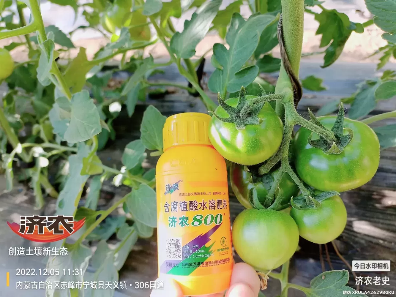The Effect of Spraying Jinong 800 on Tomatoes to Control Prosperity(图5) The Effect of Spraying Jinong 800 on Tomatoes to Control Prosperity(图5)