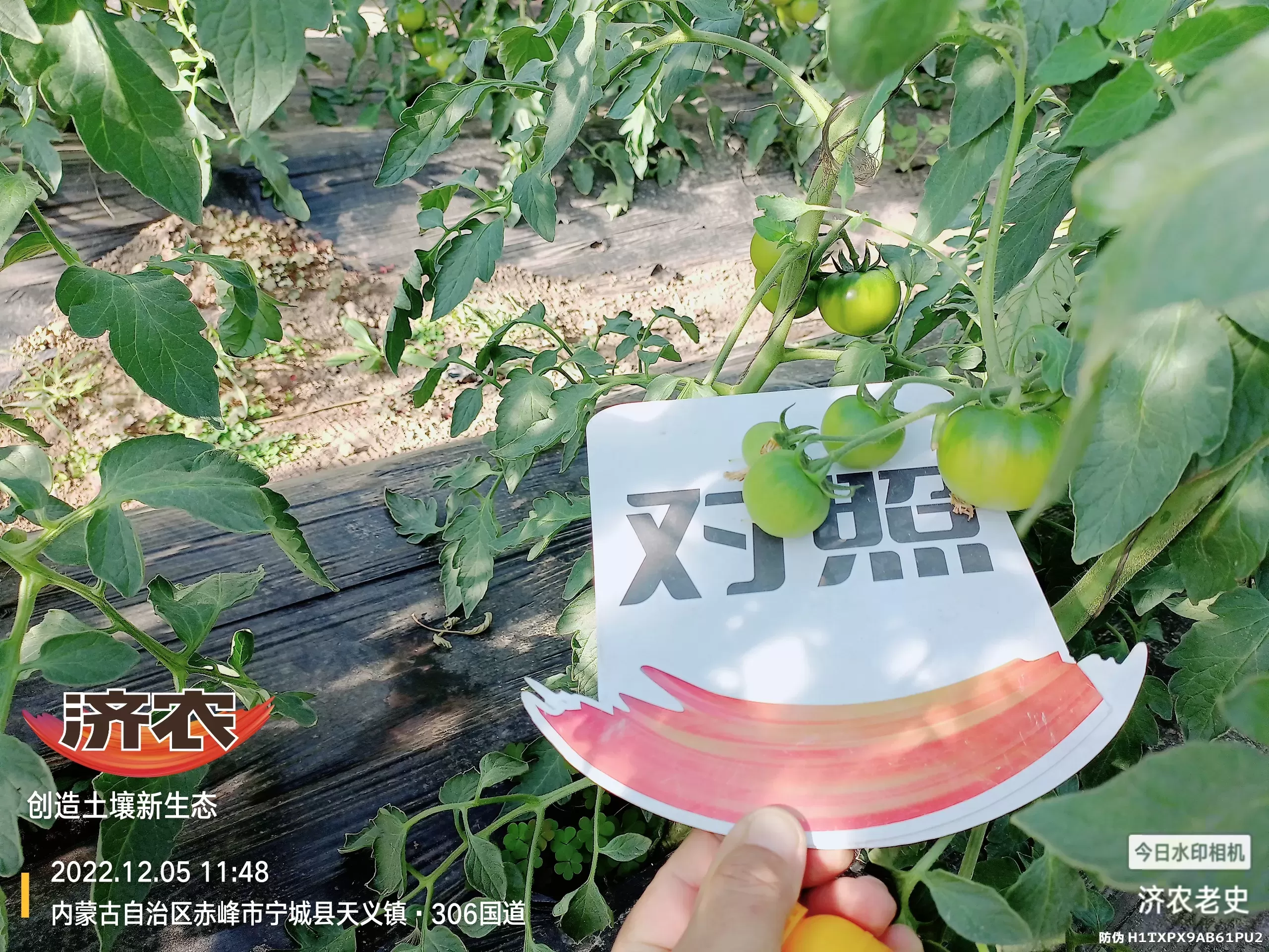 The Effect of Spraying Jinong 800 on Tomatoes to Control Prosperity(图6) The Effect of Spraying Jinong 800 on Tomatoes to Control Prosperity(图6)