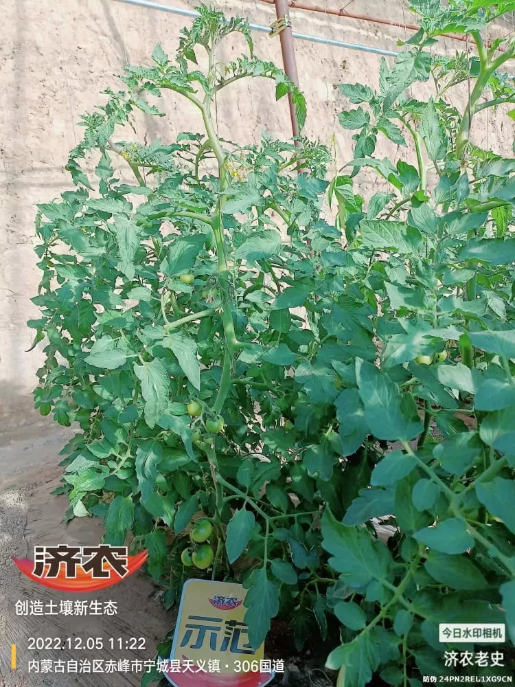The Effect of Spraying Jinong 800 on Tomatoes to Control Prosperity(图7) The Effect of Spraying Jinong 800 on Tomatoes to Control Prosperity(图7)