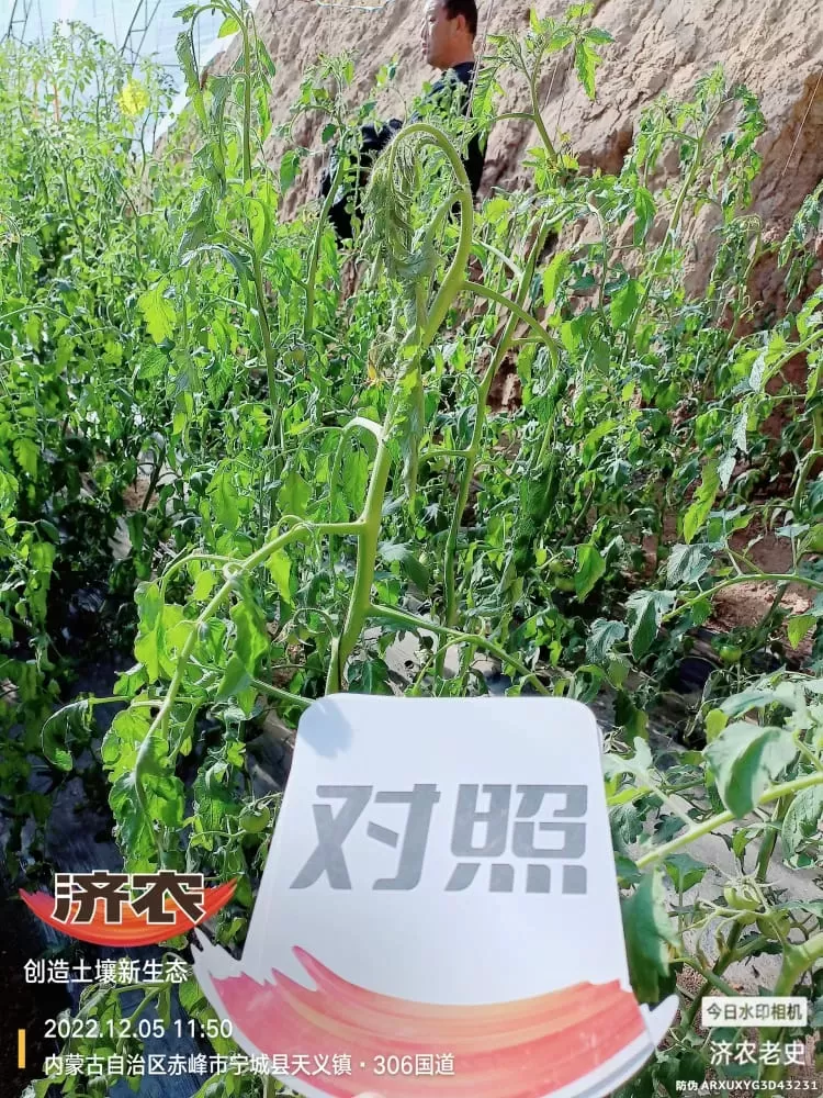 The Effect of Spraying Jinong 800 on Tomatoes to Control Prosperity(图8) The Effect of Spraying Jinong 800 on Tomatoes to Control Prosperity(图8)