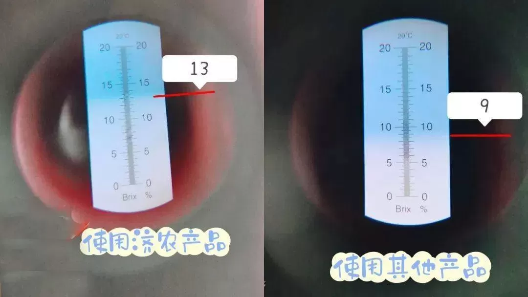 如何让草莓又大又香甜？看看上海的几个草莓园就知道了！(图3)