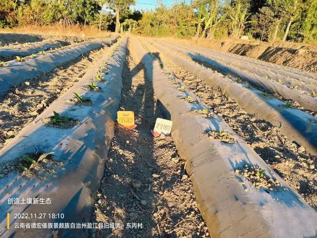 使用济农种植方案，烤烟优质高产(图3)