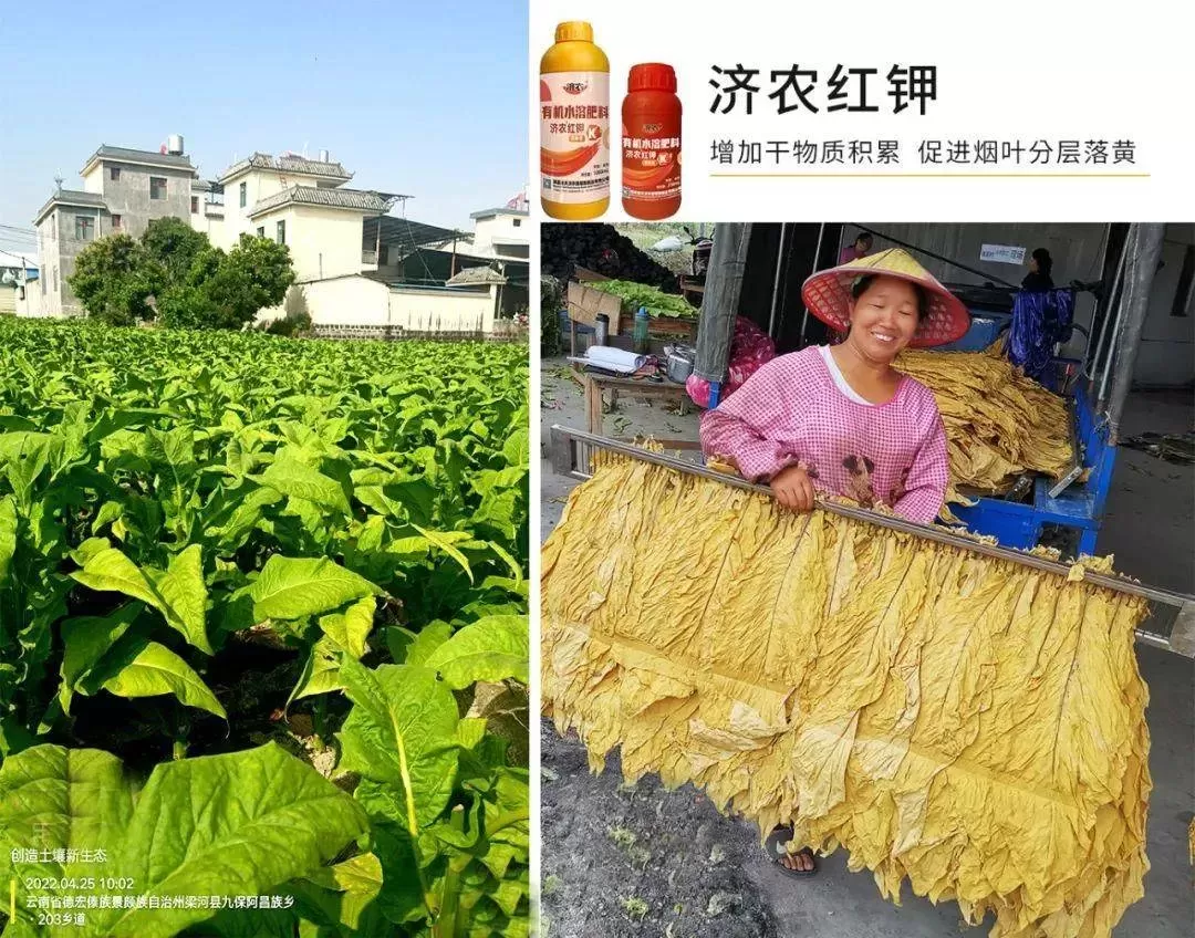 使用济农种植方案，烤烟优质高产