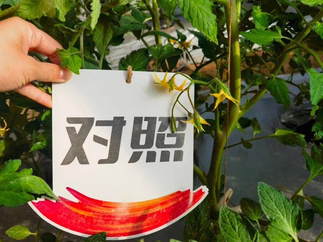 想要番茄花量多、花芽质量高？济农乐土不能少！(图11)