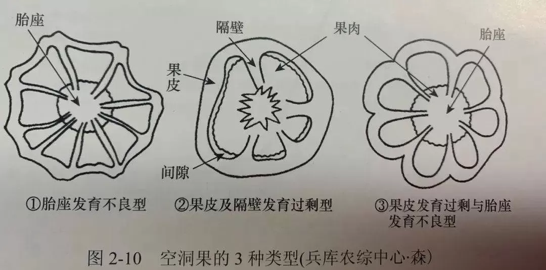 近期番茄出现畸形果的原因及应对措施(图5)