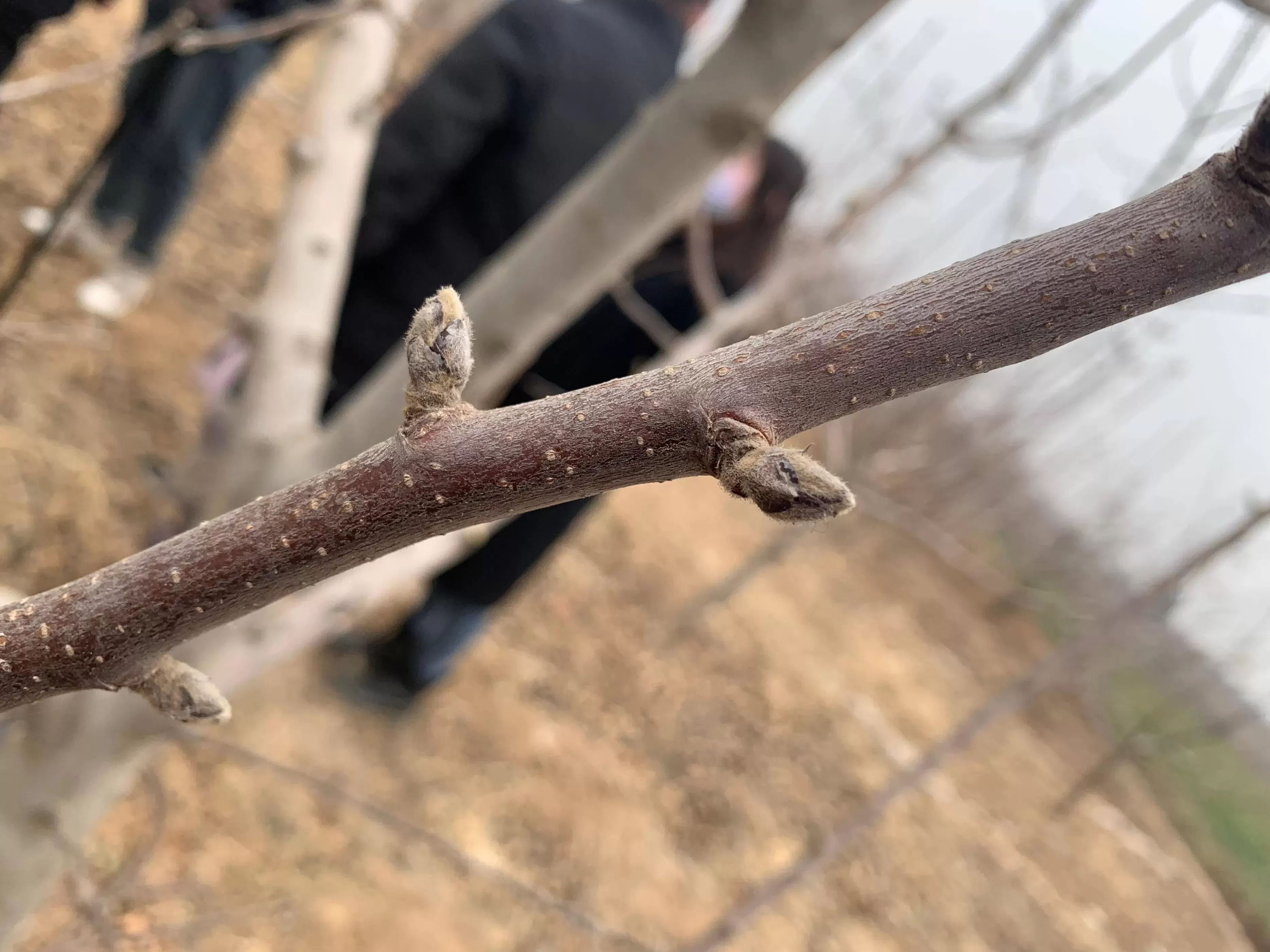 掌握生长物质基础，助力果树顺利开花 