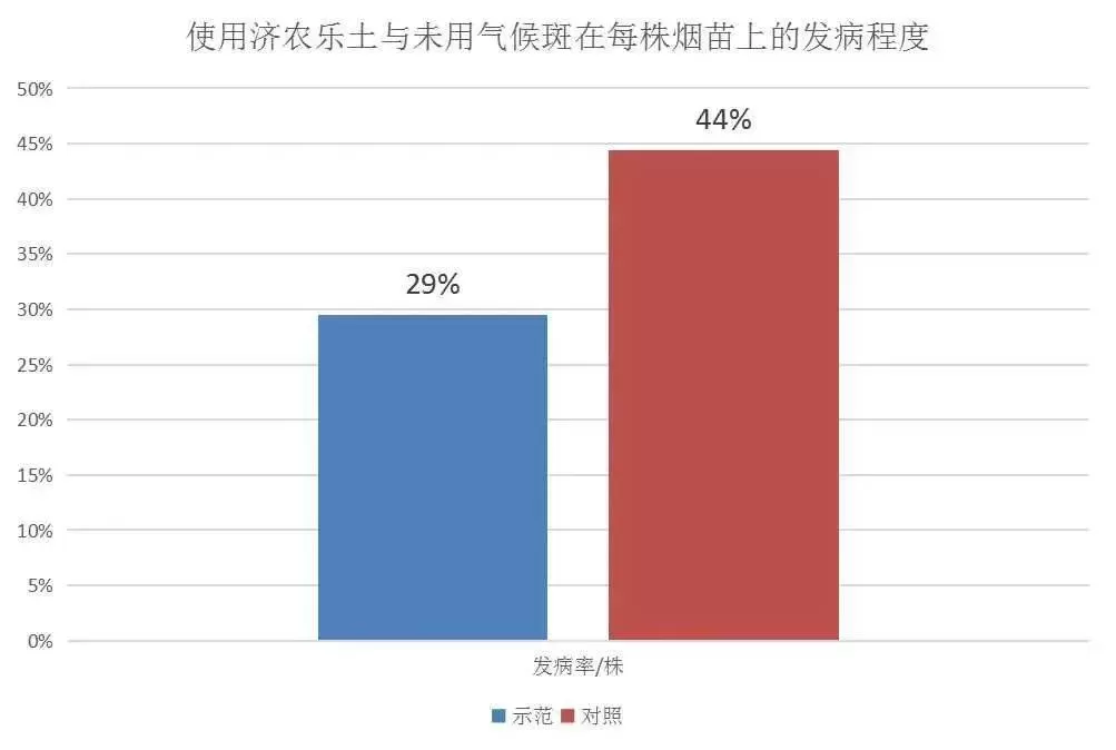 烟草气候性斑点的发病率降低15%，苗期2次济农乐土用对了 (图1)