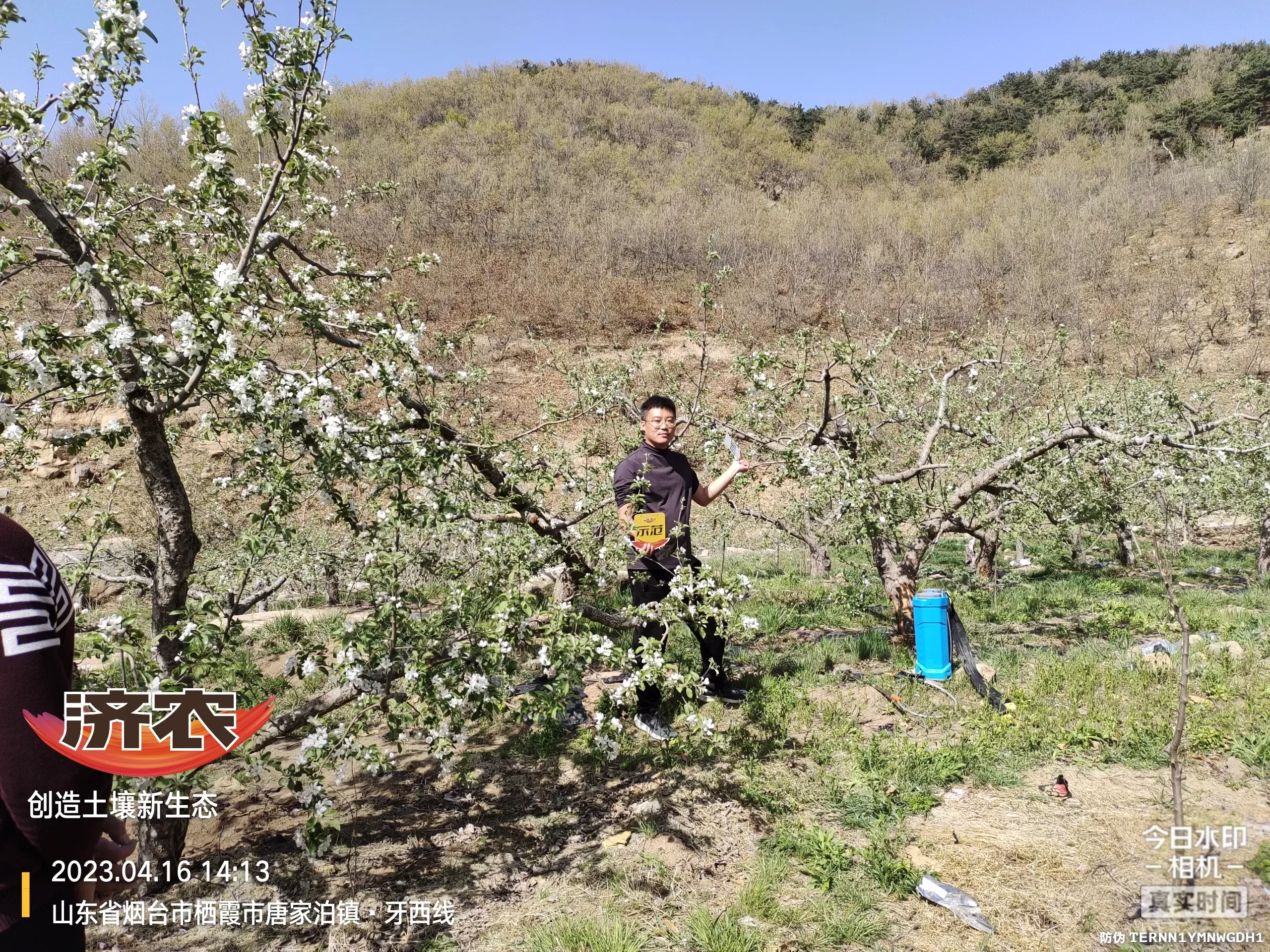 The Effect of Non Ditching Fertilization on Apple in Yantai, Shandong Province(图1) The Effect of Non Ditching Fertilization on Apple in Yantai, Shandong Province(图1)