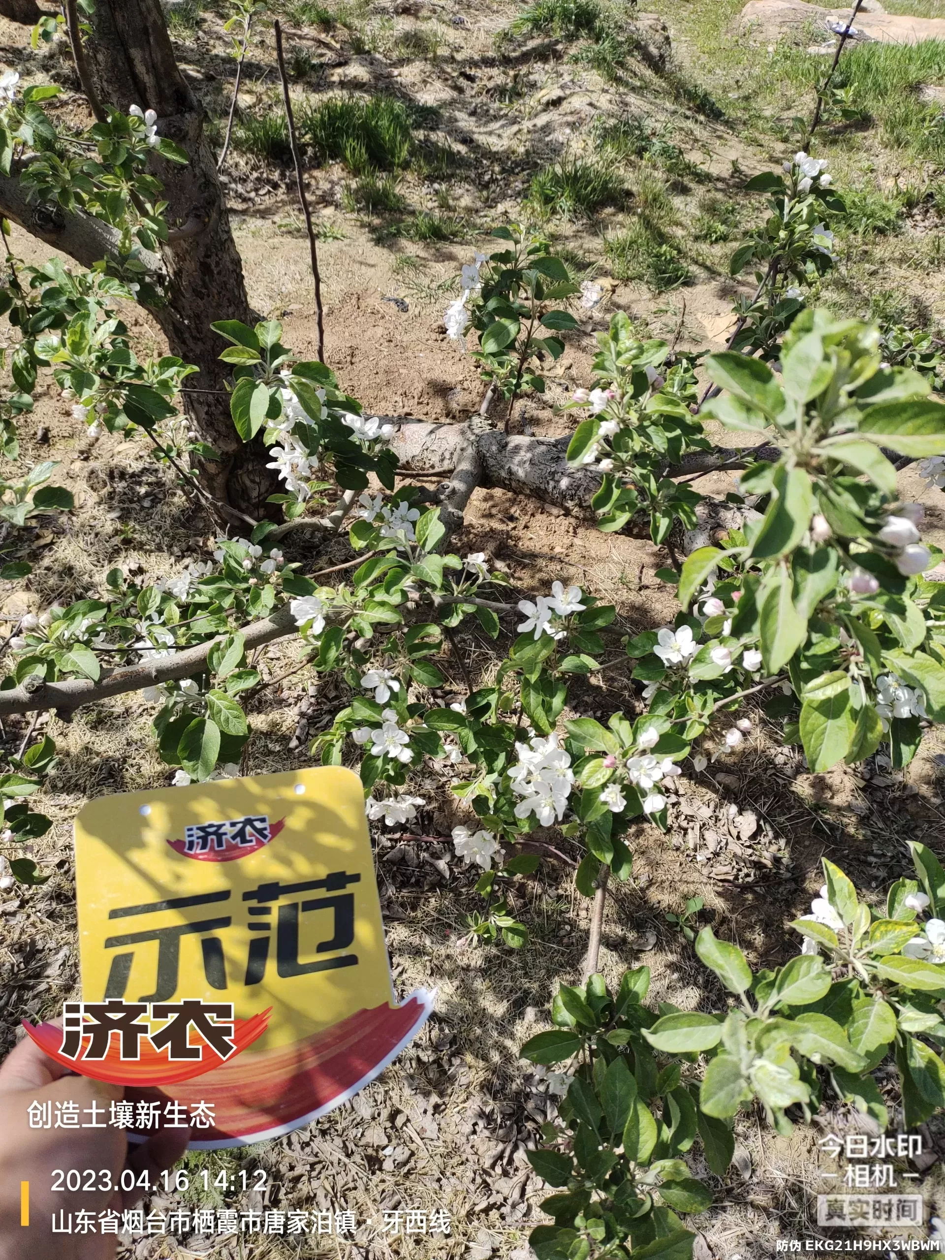 The Effect of Non Ditching Fertilization on Apple in Yantai, Shandong Province(图2) The Effect of Non Ditching Fertilization on Apple in Yantai, Shandong Province(图2)