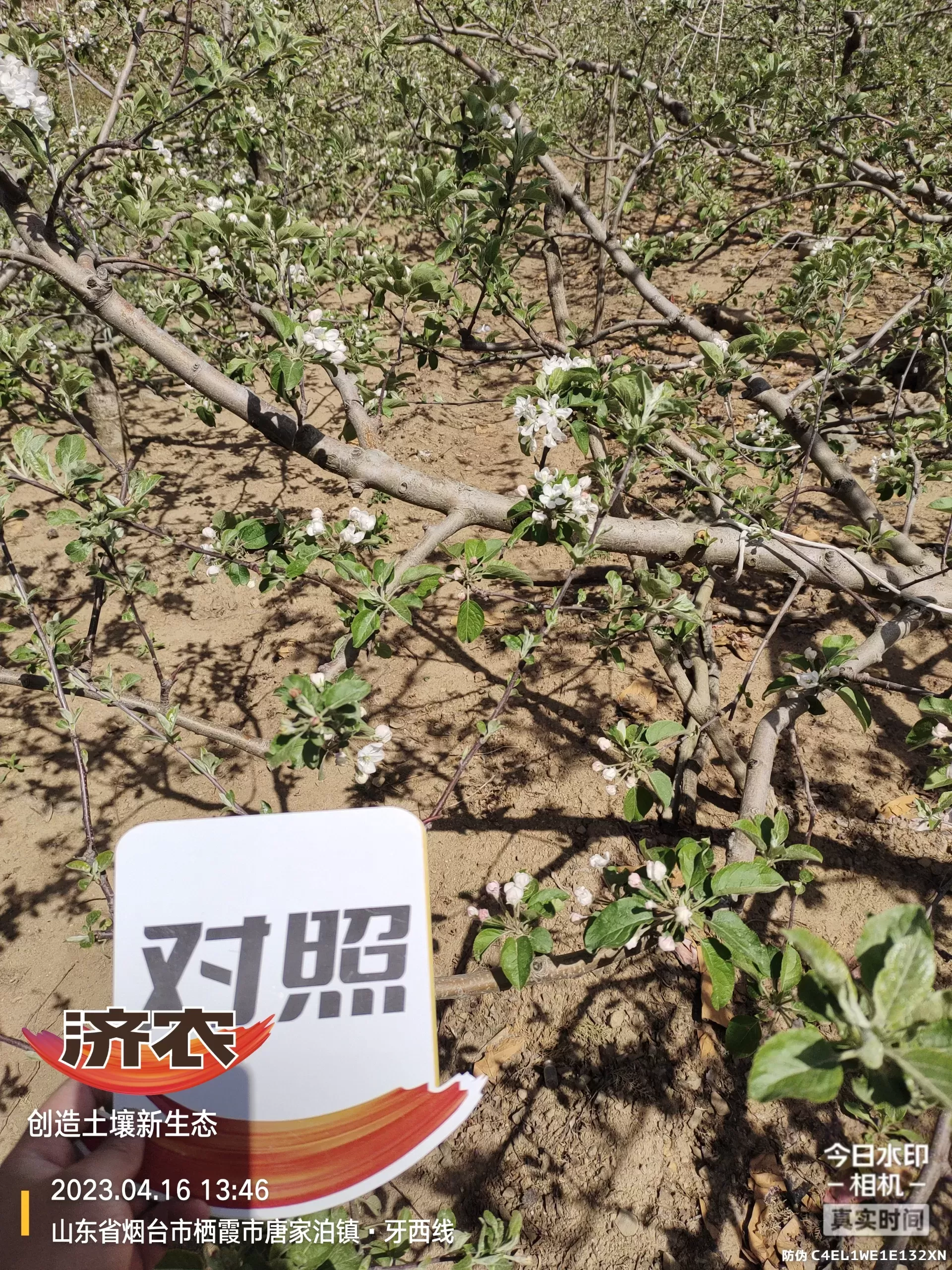 The Effect of Non Ditching Fertilization on Apple in Yantai, Shandong Province(图3) The Effect of Non Ditching Fertilization on Apple in Yantai, Shandong Province(图3)