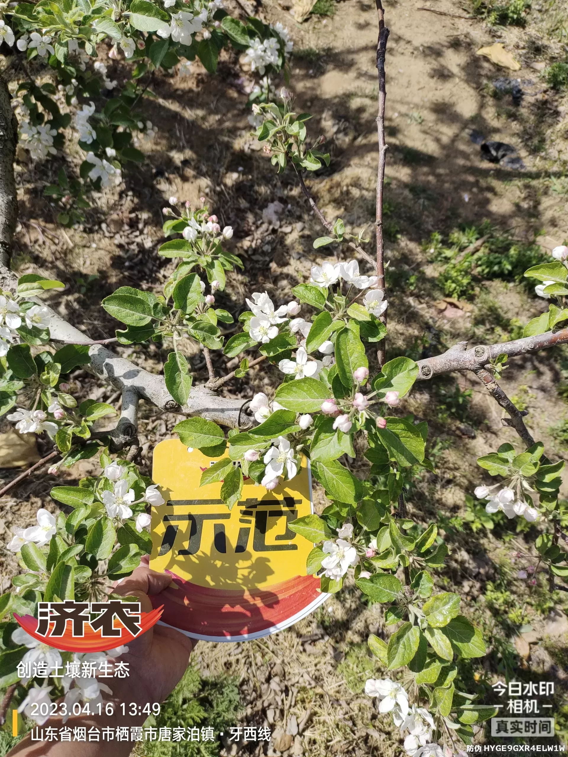 The Effect of Non Ditching Fertilization on Apple in Yantai, Shandong Province(图4) The Effect of Non Ditching Fertilization on Apple in Yantai, Shandong Province(图4)