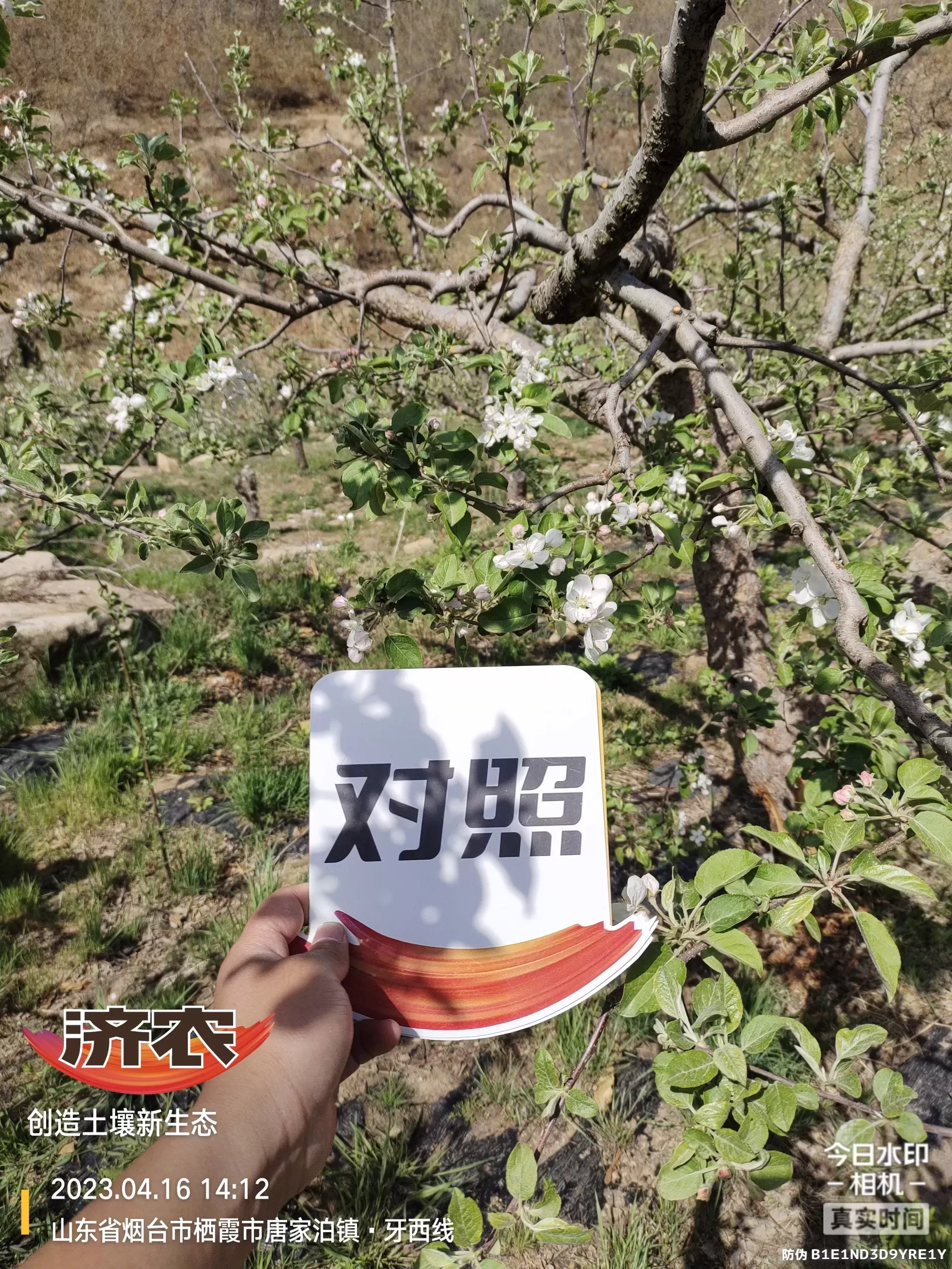 The Effect of Non Ditching Fertilization on Apple in Yantai, Shandong Province(图5) The Effect of Non Ditching Fertilization on Apple in Yantai, Shandong Province(图5)