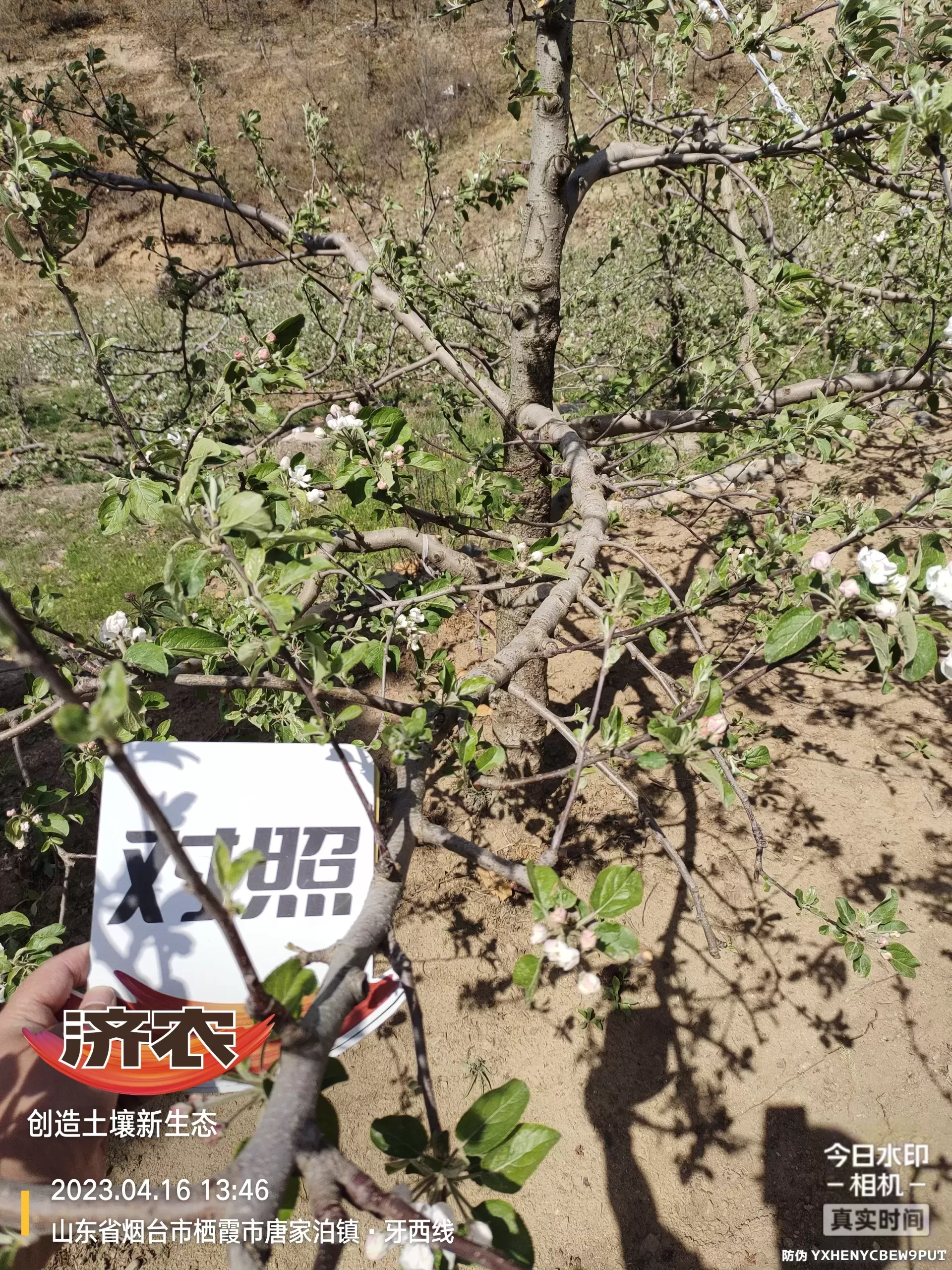 The Effect of Non Ditching Fertilization on Apple in Yantai, Shandong Province(图7) The Effect of Non Ditching Fertilization on Apple in Yantai, Shandong Province(图7)