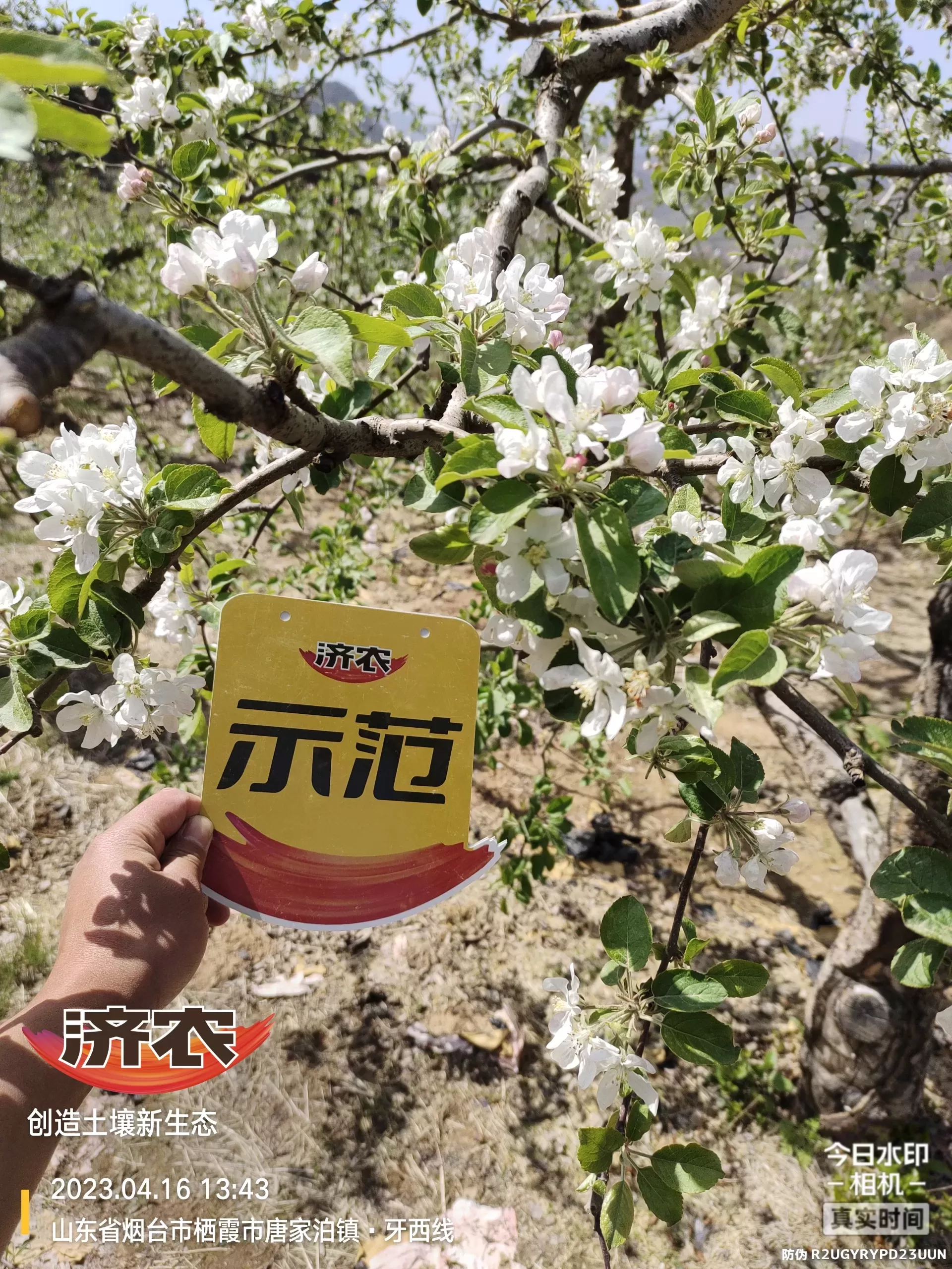 The Effect of Non Ditching Fertilization on Apple in Yantai, Shandong Province(图6) The Effect of Non Ditching Fertilization on Apple in Yantai, Shandong Province(图6)