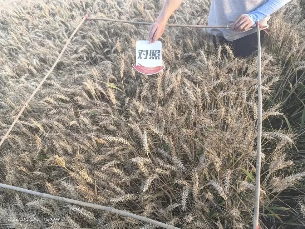 济农腐植酸助力河南小麦每亩增产近30%(图2)