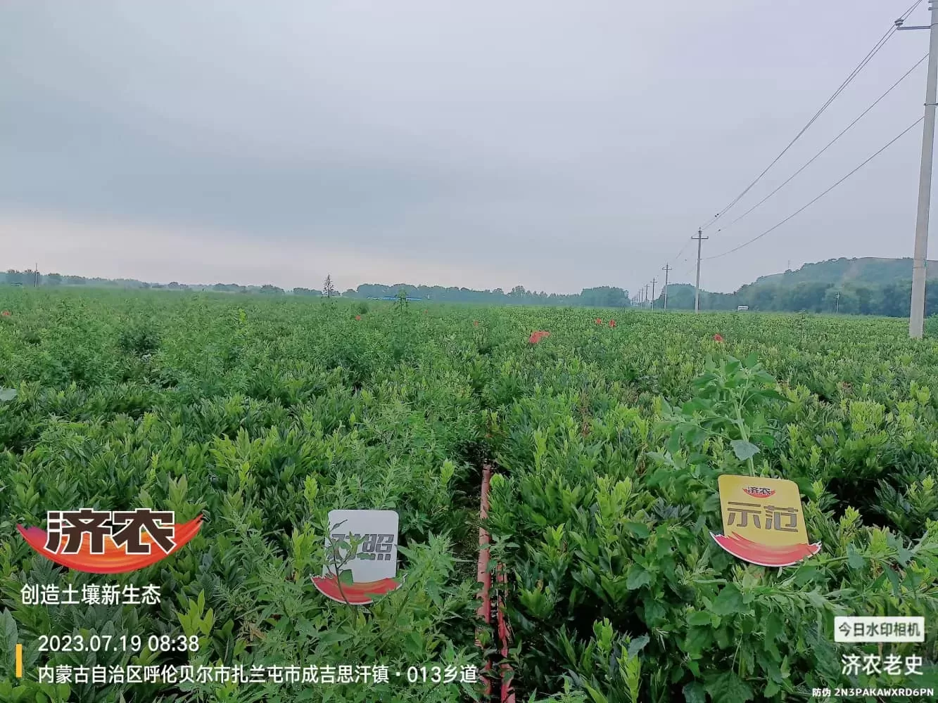 内蒙古白鲜皮使用济农乐土+济农冠溉的效果(图2)