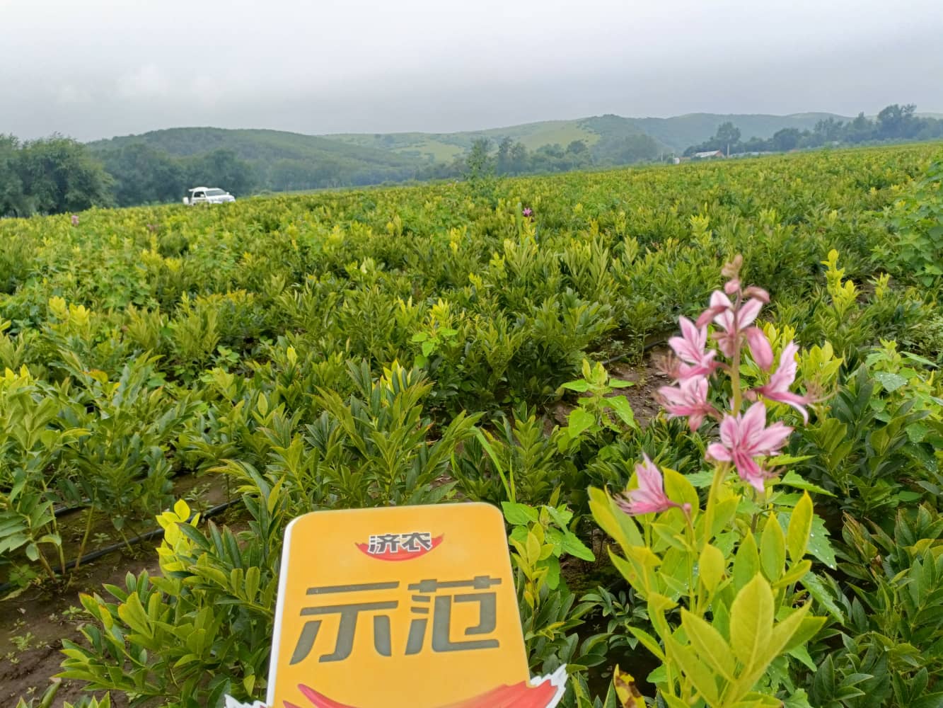 内蒙古白鲜皮使用济农乐土+济农冠溉的效果(图5)