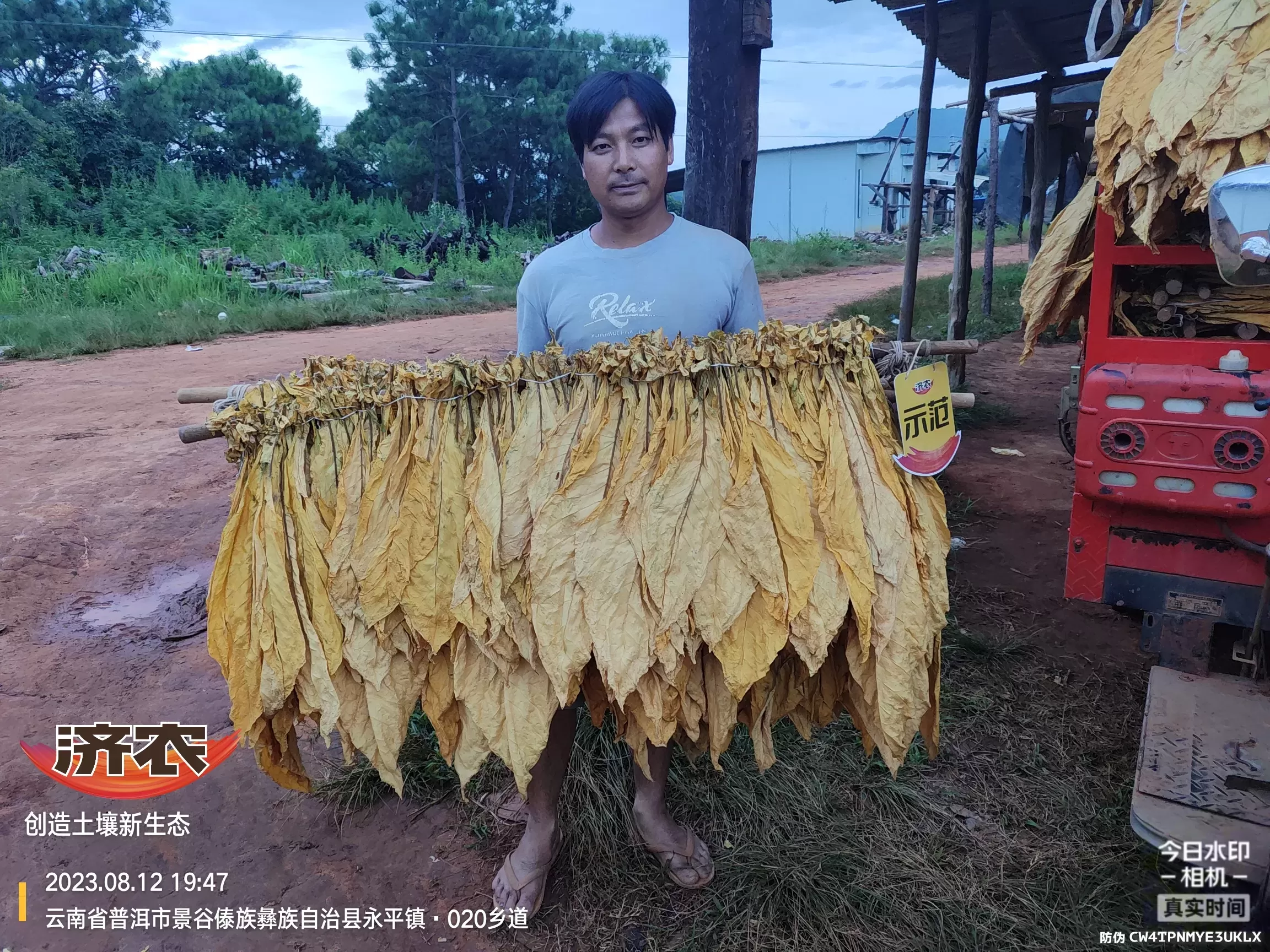 云南普洱烤烟使用济农含腐植酸水溶肥的效果(图2)