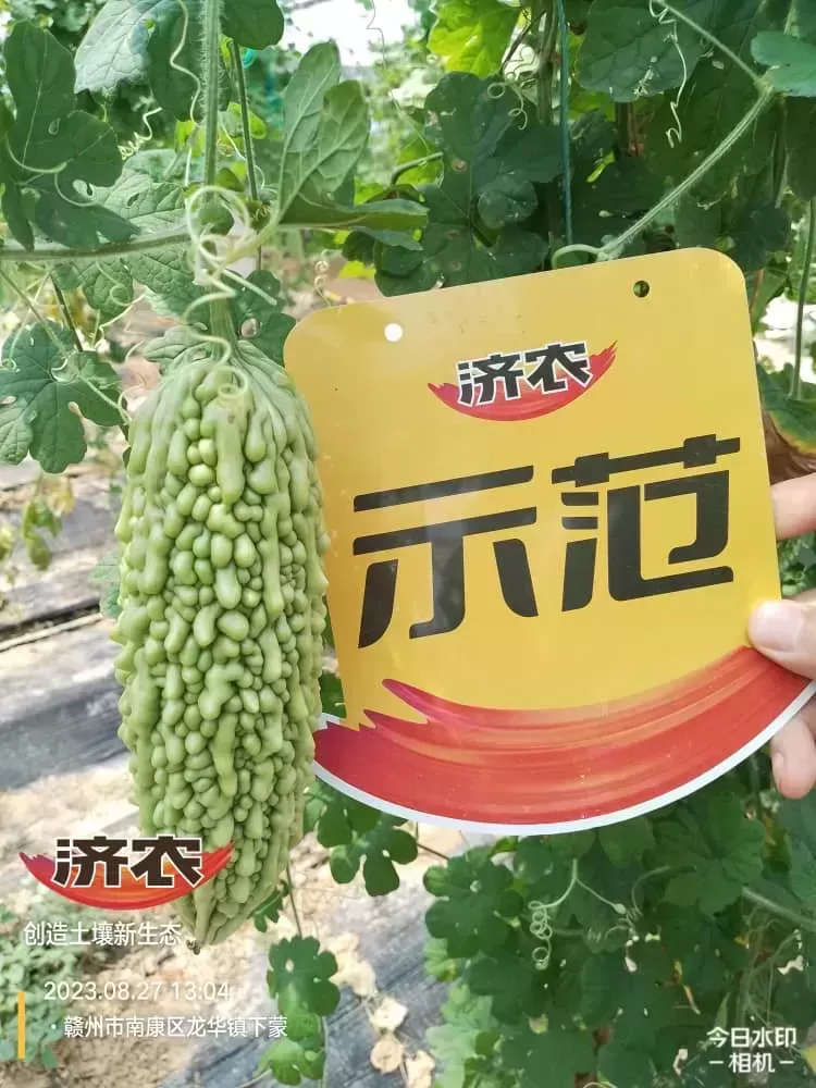 The Effect of Fujian Bitter Melon Using Jinnong Letu(图5) The Effect of Fujian Bitter Melon Using Jinnong Letu(图5)