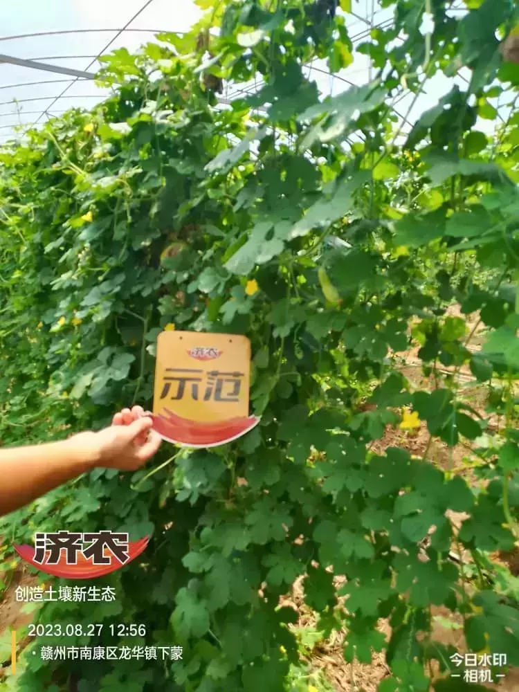 The Effect of Fujian Bitter Melon Using Jinnong Letu(图1) The Effect of Fujian Bitter Melon Using Jinnong Letu(图1)