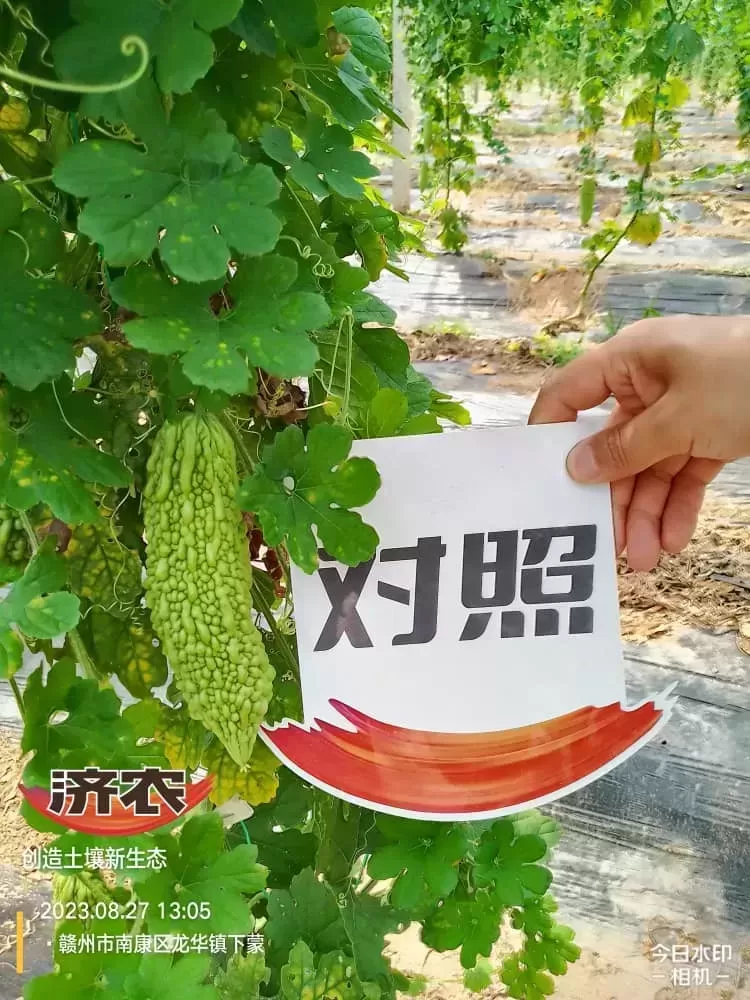 The Effect of Fujian Bitter Melon Using Jinnong Letu(图6) The Effect of Fujian Bitter Melon Using Jinnong Letu(图6)
