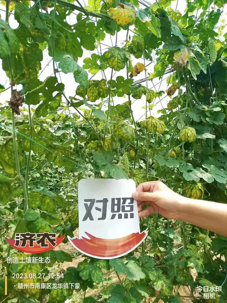 The Effect of Fujian Bitter Melon Using Jinnong Letu(图2) The Effect of Fujian Bitter Melon Using Jinnong Letu(图2)