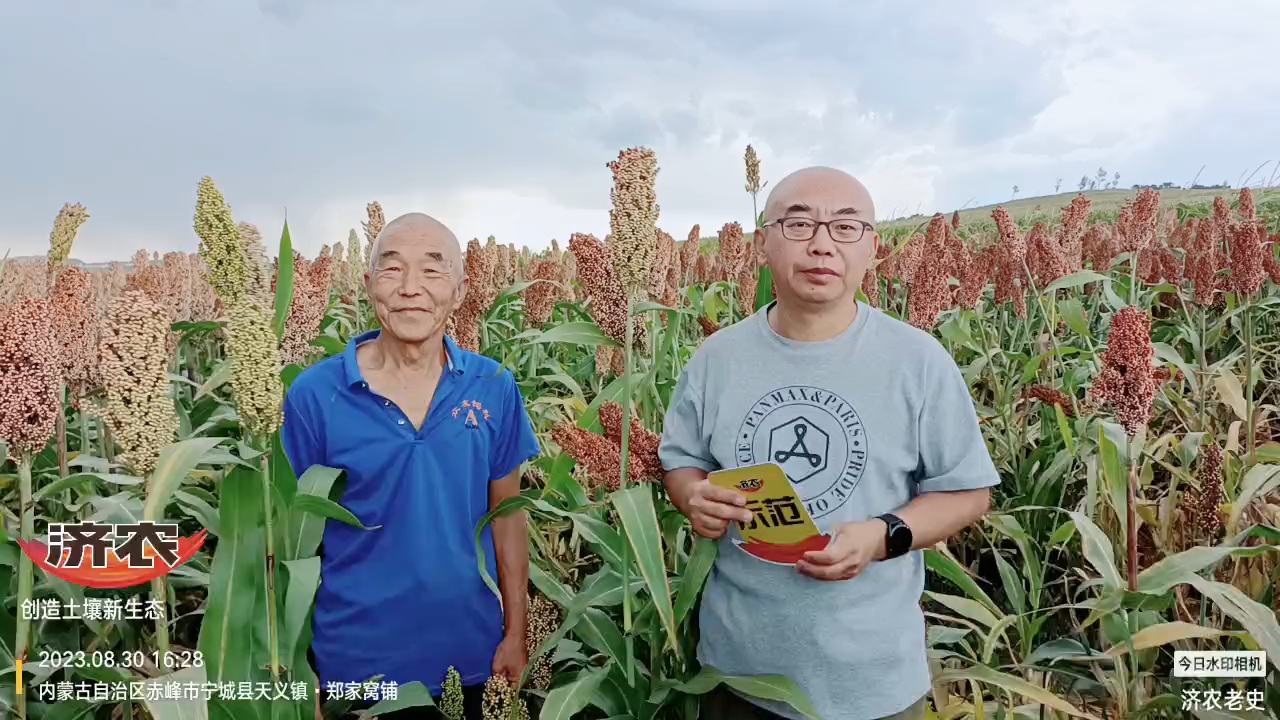 Effect of using Jinongle soil mixed fertilizer on Inner Mongolia Chifeng sorghum 2(图1)